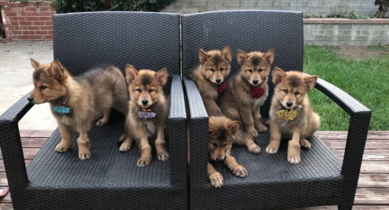 Cloned cats and canine develop into latest influencers on Instagram and TikTok