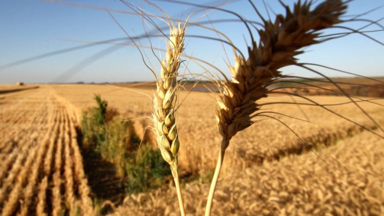 Agco CEO says Russia-Ukraine battle’s potential penalties on world meals provide is ‘a very massive deal’