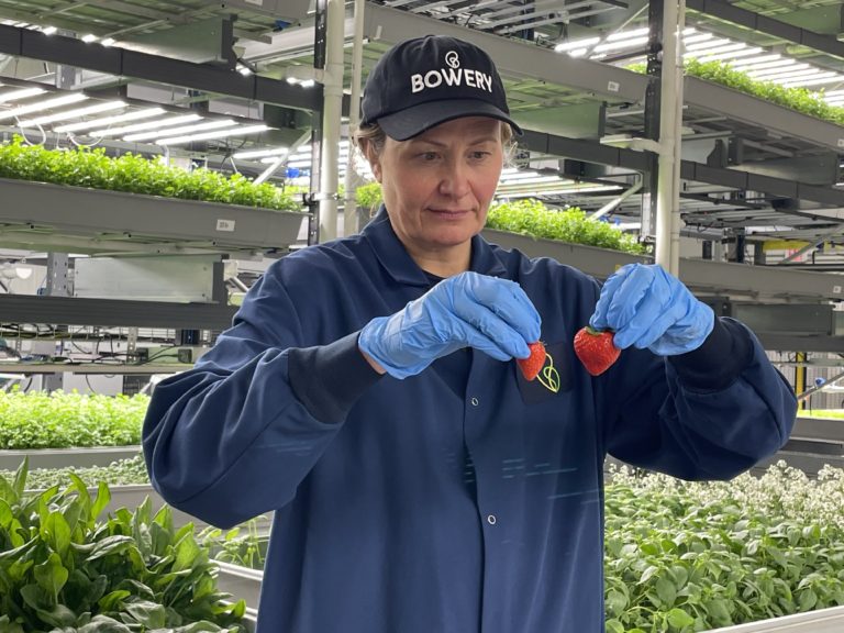 Bowery’s vertical farming strawberries go on sale in New York
