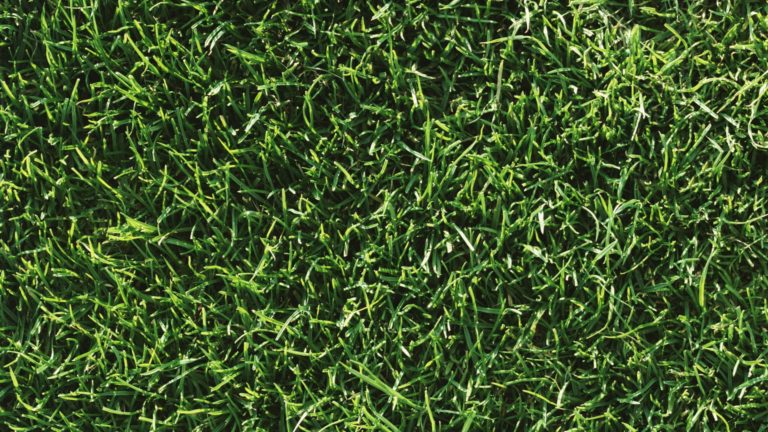 Why traders ought to keep away from ScottsMiracle-Gro