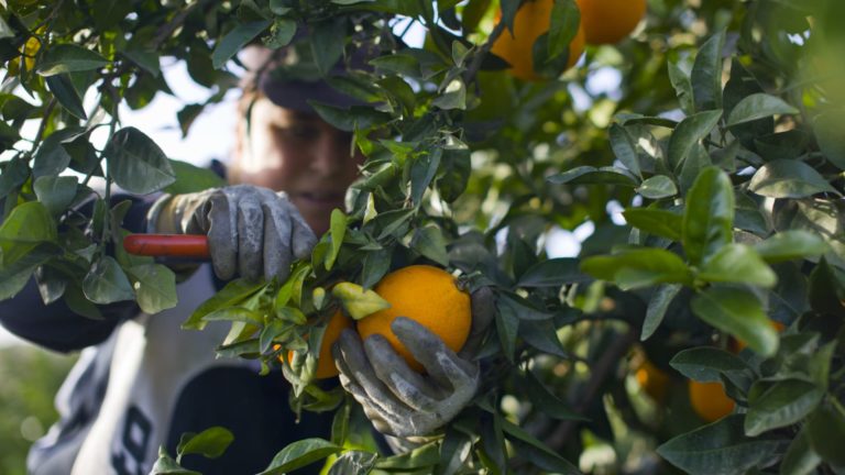 Why protections for crypto buyers are linked to orange groves